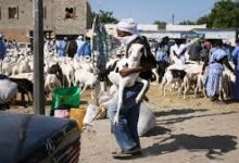 صورة اسواق الماشية قبل العيد ..ارتفاع في الأسعار يهدد فرحة العيد(تقرير)
