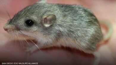 صورة أكبر فأر سنا في العالم يستعد لدخول “غينيس”.. كم يبلغ عمره؟