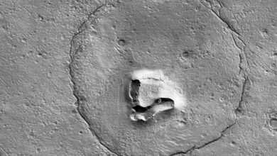 صورة دب” على سطح المريخ.. صورة مذهلة تثير ضجة