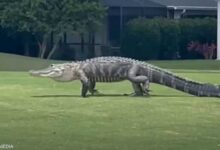 صورة تمساح ضخم يطرق باباً بذيله.. والصدمة ما فعله بصاحب المنزل