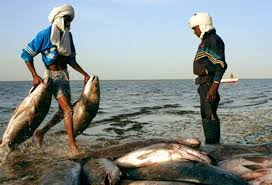 صورة موريتانيا: الإعلان عن موعد استئناف أنشطة الصيد في المياه الإقليمية الموريتانية