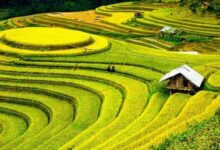 صورة الصين.. العثور عن حقل أرز قديم عمره 5000 عام
