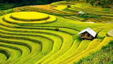 صورة الصين.. العثور عن حقل أرز قديم عمره 5000 عام