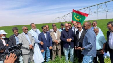 صورة رئيس اتحاد أرباب العمل الموريتانيين يعلن نجاح أول تجربة لزراعة القمح في موريتانيا