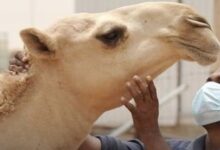 صورة منظمة الصحة العالمية : موريتانيا تسجل 54 حالة من حمى الوادي المتصدع وحمى الدفتيريا