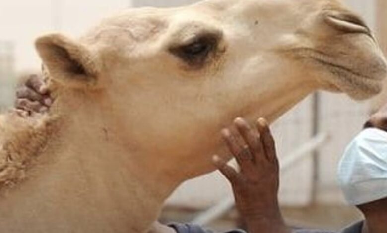 صورة منظمة الصحة العالمية : موريتانيا تسجل 54 حالة من حمى الوادي المتصدع وحمى الدفتيريا