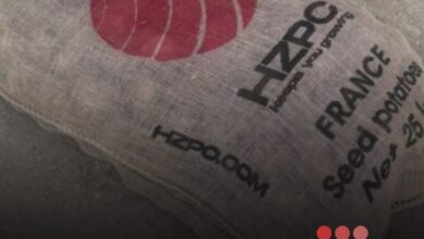 صورة وزارة الزراعة تحذر من استعمال بذور بطاطس غير صالحة للاستهلاك