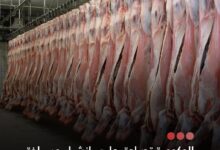 صورة الحكومة تصادق على إنشاء مسلخة عصرية بتوجنين بتمويل يتجاوز 10 مليارات أوقية قديمة