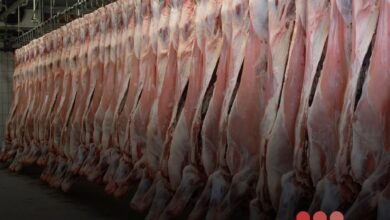 صورة الحكومة تصادق على إنشاء مسلخة عصرية بتوجنين بتمويل يتجاوز 10 مليارات أوقية قديمة