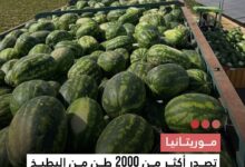 صورة موريتانيا تصدر أكثر من 2000 طن من البطيخ إلى الأسواق الإسبانية
